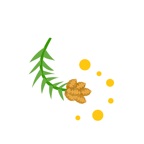 スギ花粉のイラスト